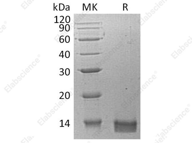 Recombinant Human CXCL14 Protein - 1