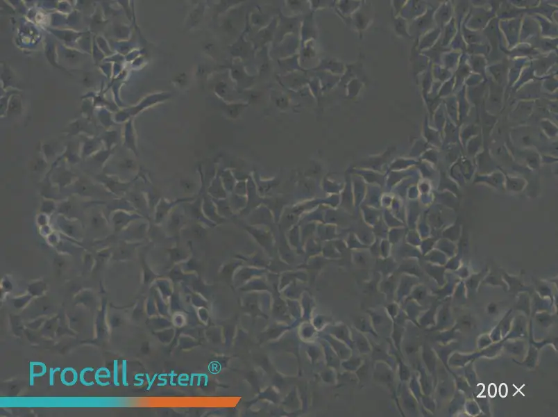 HCC1806 Cell Complete Medium - small - 5