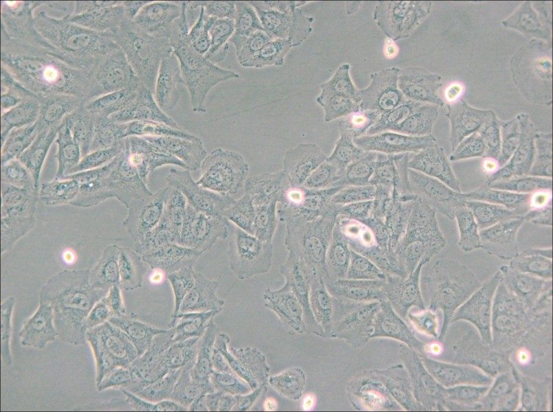 NCI-H1563 Cell Complete Medium - small - 5