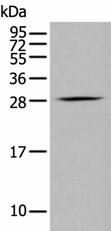 Western blot analysis of RAW264.7 cell  using GZMM Polyclonal Antibody at dilution of 1:400