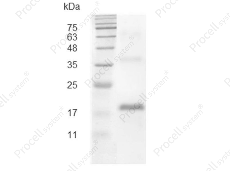 VEGF/VEGF-A, Swine, Recombinant