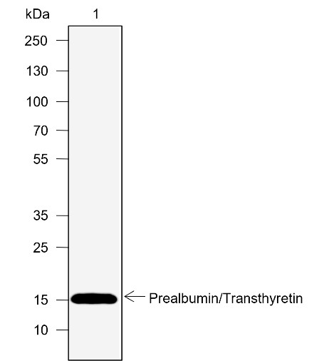Recombinant Prealbumin/Transthyretin Monoclonal Antibody-searchlist-1