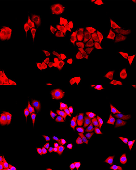 Immunofluorescence analysis of HeLa cells using EIF3J Polyclonal Antibody at dilution of 1:100. Blue: DAPI for nuclear staining.