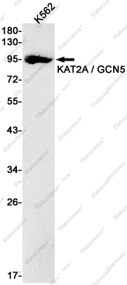 Recombinant GCN5 Monoclonal Antibody - 1