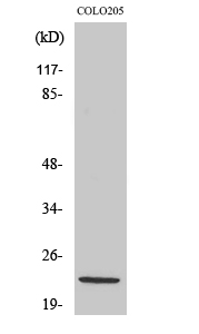 Western Blot analysis of COLO205 cells with NDUFB10 Polyclonal Antibody.