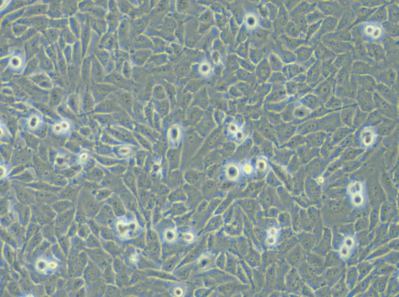 T24 [T-24] Cell Complete Medium - small - 4