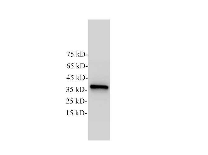 Western Blotting of Zebrafish lysates with anti-GAPDH monoclonal antibody at dilution of 1:5000.