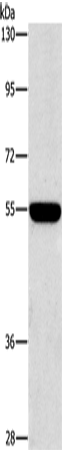 Western Blot analysis of A549 cell using CD328 Polyclonal Antibody at dilution of 1:650