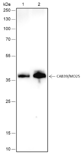 Recombinant CAB39/MO25 Monoclonal Antibody-searchlist-1