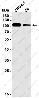 Recombinant ApoER2 Monoclonal Antibody - 1