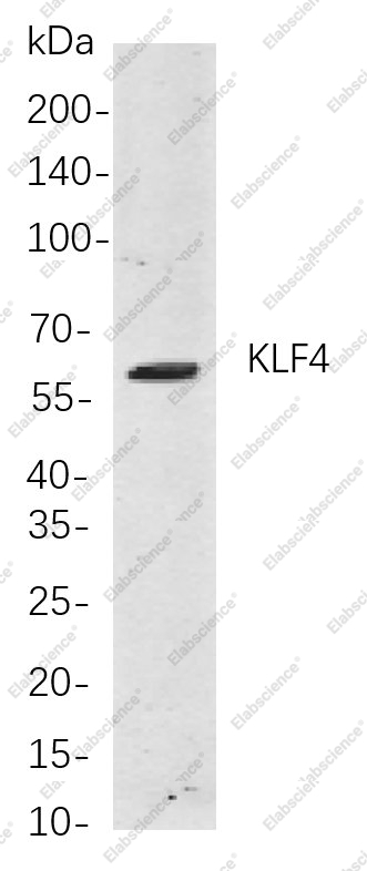 Recombinant KLF4 Monoclonal Antibody - 1