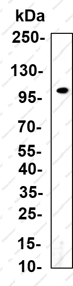 Recombinant ITA9 Monoclonal Antibody - 3