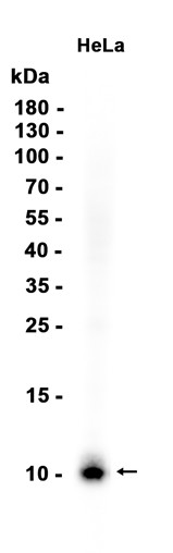 Recombinant S100A6/Calcyclin/CACY Monoclonal Antibody - 1
