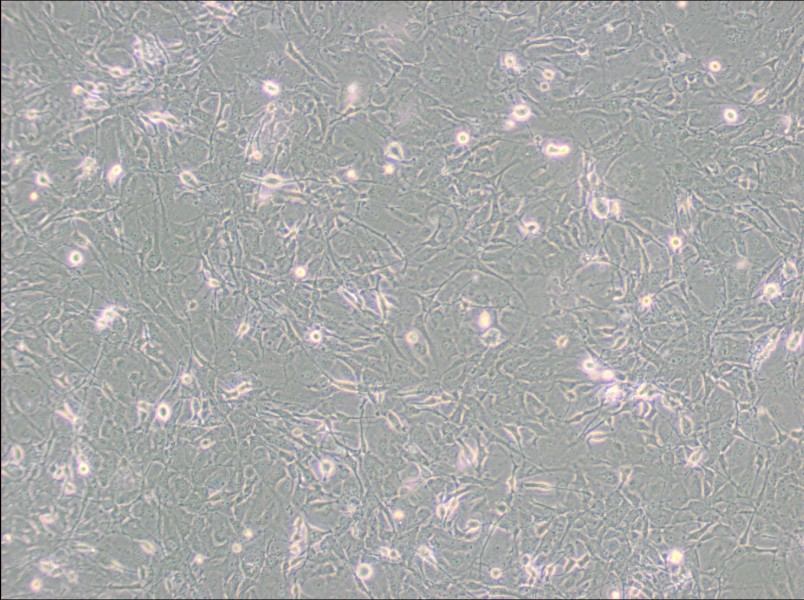 MET-5A Cell Complete Medium - 2