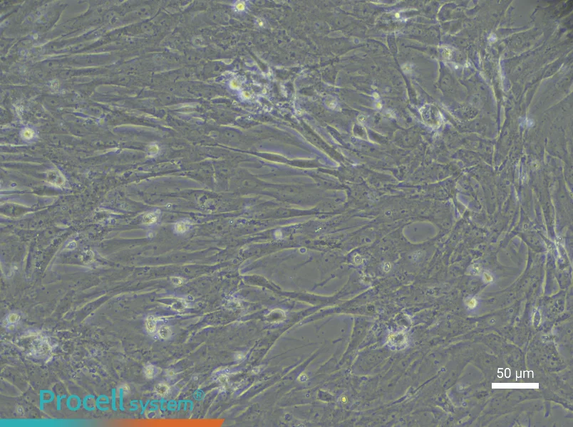 Rat Intestinal Fibroblast Complete Medium - 5