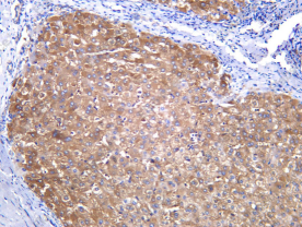 Recombinant XDH Monoclonal Antibody - 1