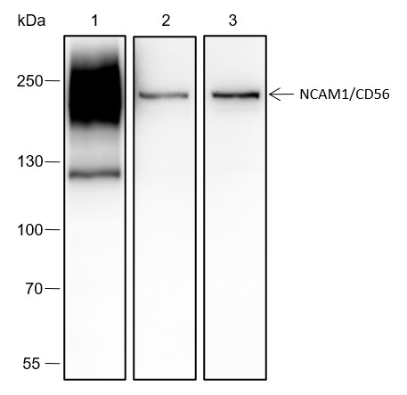 Recombinant NCAM1/CD56 Monoclonal Antibody-searchlist-1