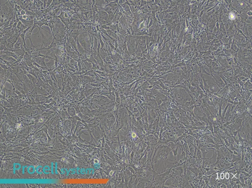 C3H/10T1/2, Clone 8 Cell Complete Medium - 1