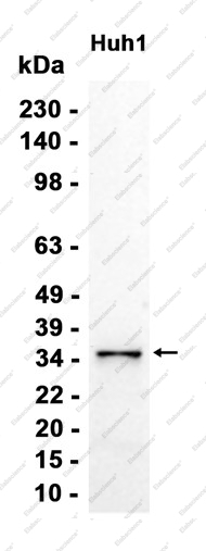 Recombinant FGL1 Monoclonal Antibody - 2