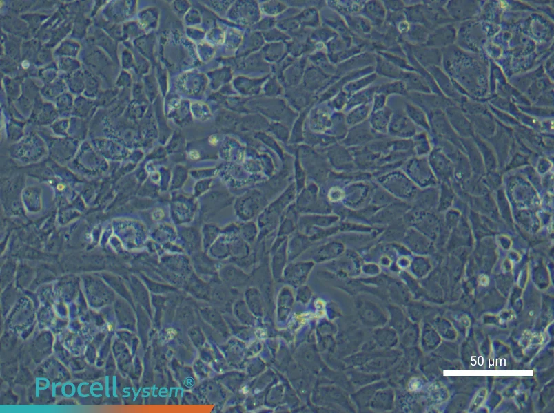 Rat Epiphyseal Chondrocyte Complete Medium - 4