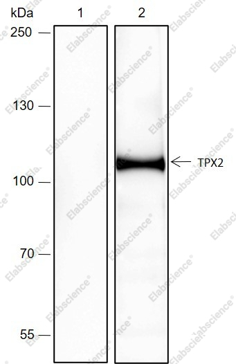 Recombinant TPX2 Monoclonal Antibody - 7
