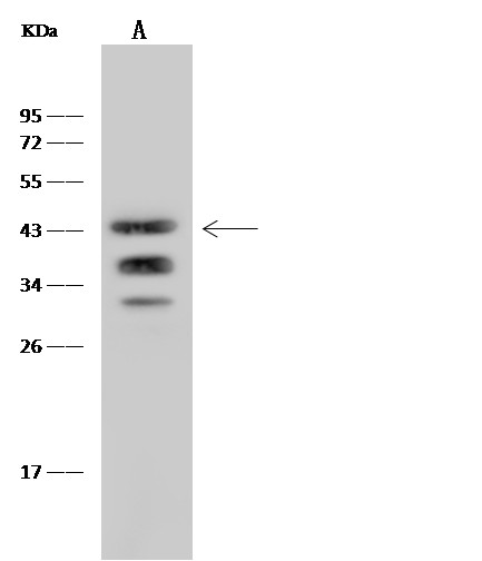 Recombinant Ly108/SLAMF6 Monoclonal Antibody-searchlist-1