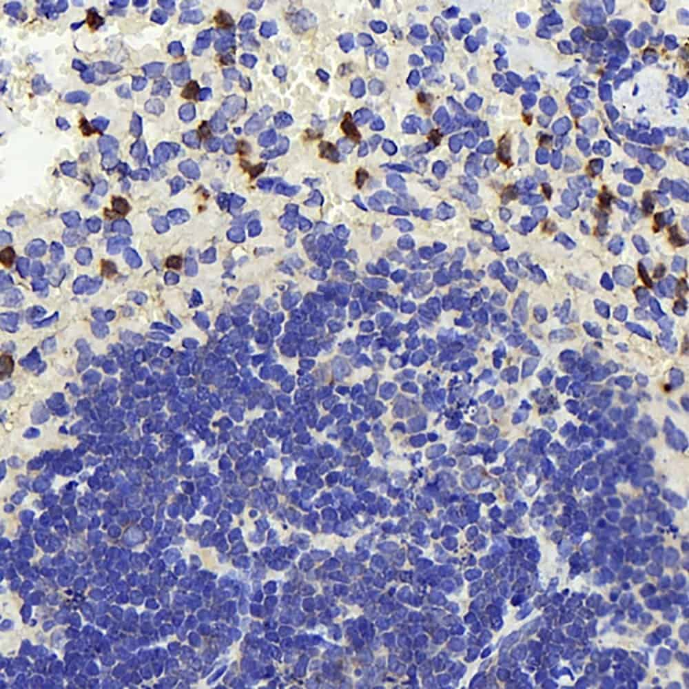 Immunohistochemistry analysis of paraffin-embedded mouse spleen  using TSC22D3 Polyclonal Antibody at dilution of 1:300.