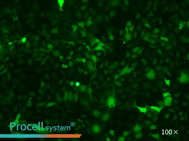 B16-F10-GFP - 1