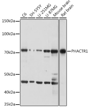 Western blot analysis of extracts of various cell lines using PHACTR1 Polyclonal Antibody at 1:1000 dilution.