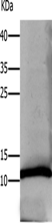 Western Blot analysis of Human lung tissue using DEFA1 Polyclonal Antibody at dilution of 1:550