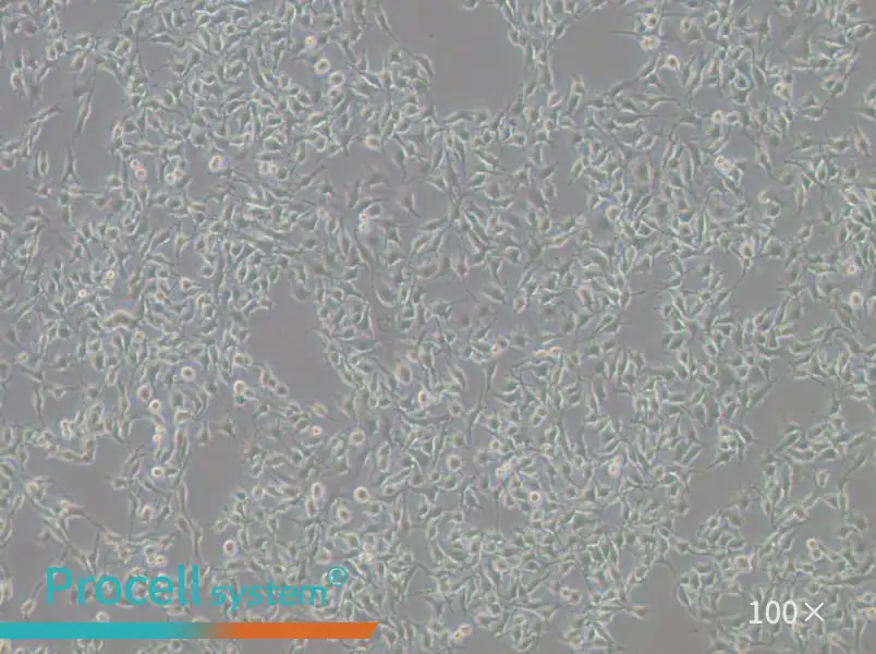 B16-F10 Cell Complete Medium - 2