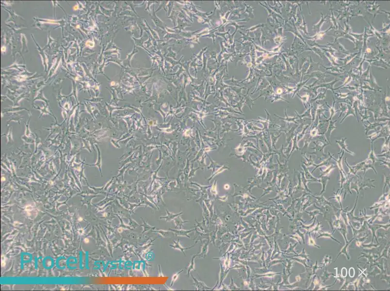 B16-F0 Cell Complete Medium - 2