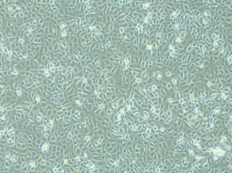 KYSE-450 Cell Complete MediumKYSE-450 Cell Complete Medium - 2