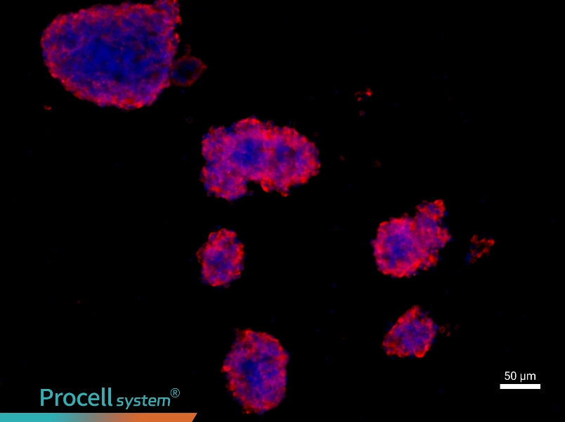 Rat Neural Stem Cell Complete Medium - 1