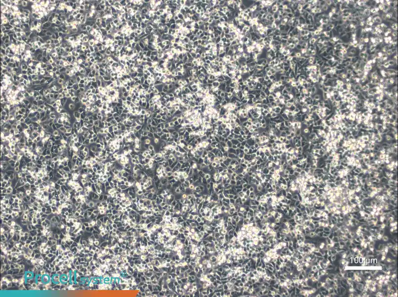 IHH-4 Cell Complete Medium - 2
