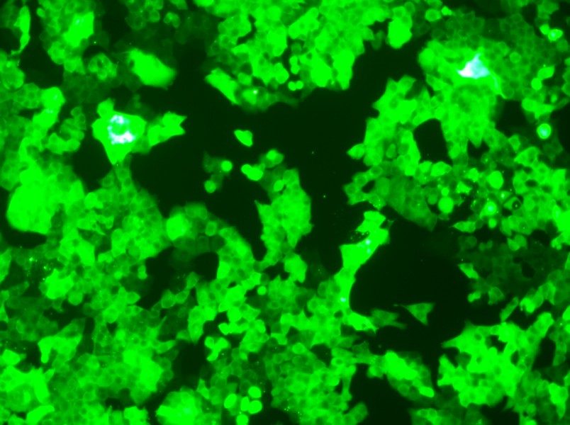 HCT 116-GFP Cell Complete Medium - 2