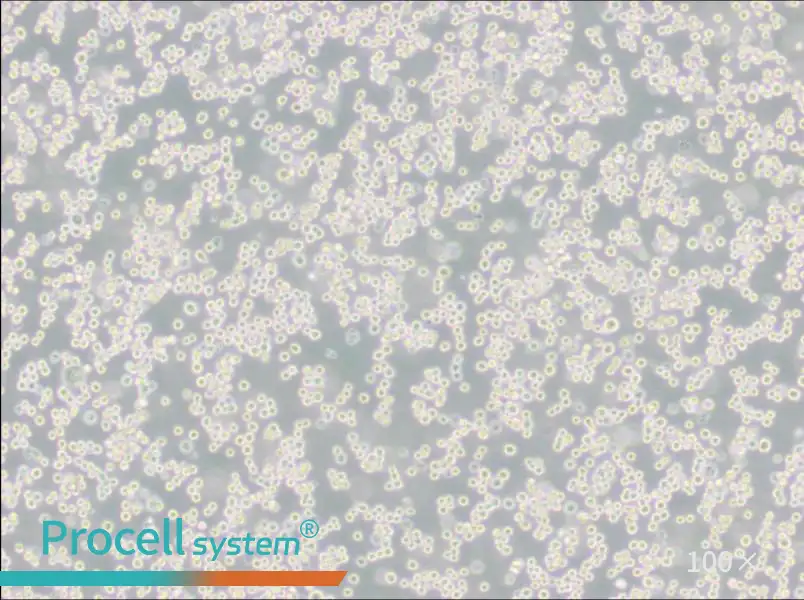 LLC-WRC 256 [Walker 256] Cell Complete MediumLLC-WRC 256 [Walker 256] Cell Complete Medium - 3