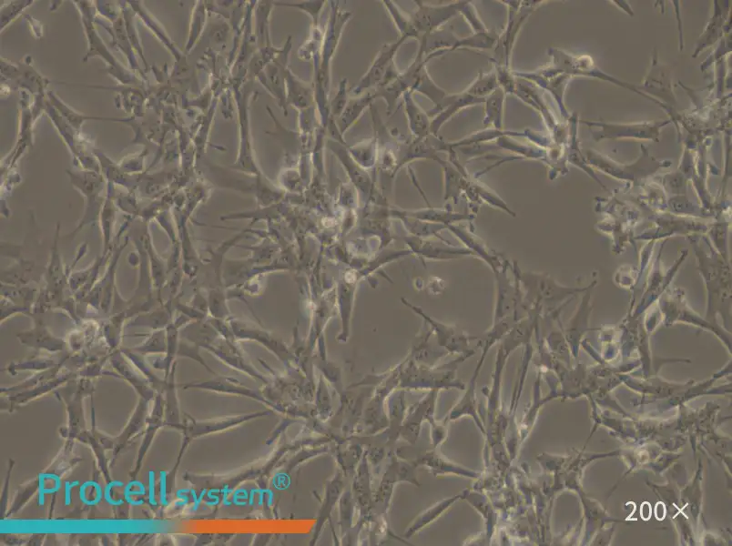 ES-2 Cell Complete Medium - small - 6