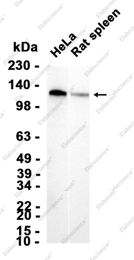 Recombinant EPHB4 Monoclonal Antibody - 1