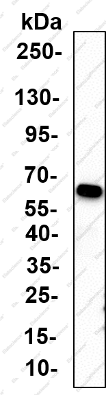 Recombinant ULA1 Monoclonal Antibody - 3
