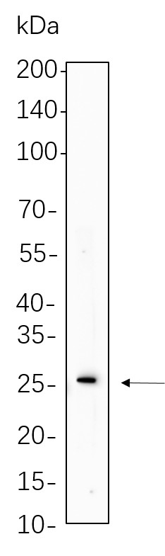 Recombinant Cleaved PARP1 Monoclonal Antibody-searchlist-1