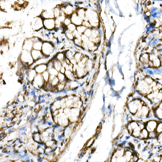 Immunohistochemistry of paraffin-embedded rat colon using BHLHE40 Polyclonal antibody at dilution of 1:150 (40x lens).Perform high pressure antigen retrieval with 10 mM citrate buffer pH 6.0 before commencing with IHC staining protocol.