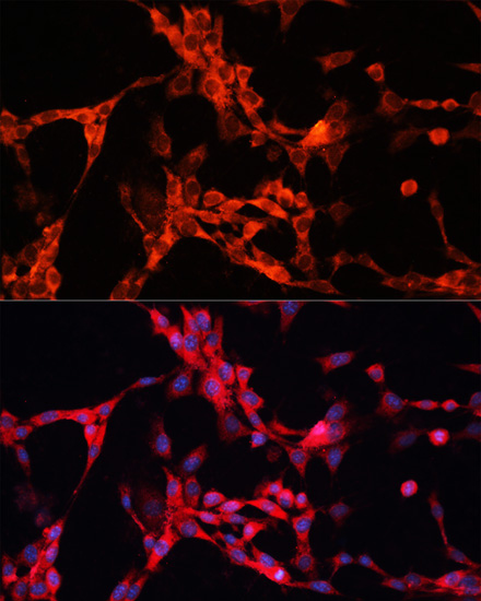 Immunofluorescence analysis of NIH/3T3 cells using GSK3A Polyclonal Antibody at dilution of  1:100. Blue: DAPI for nuclear staining.