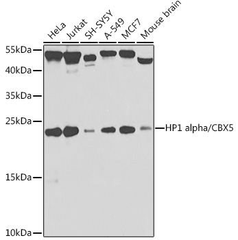 Western blot analysis of extracts of various cell lines using HP1 alpha/HP1 alpha/CBX5 Polyclonal Antibody at 1:1000 dilution.