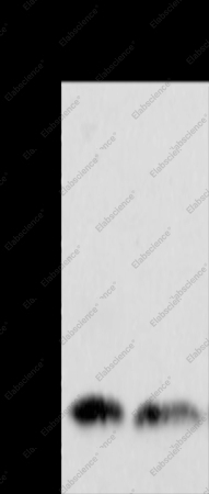ARF1 Polyclonal Antibody - 1