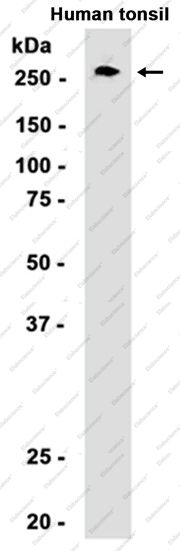 Recombinant CD35 Monoclonal Antibody - 1