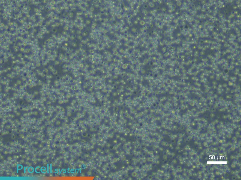 Mouse Splenic Lymphocyte Complete Medium - 5
