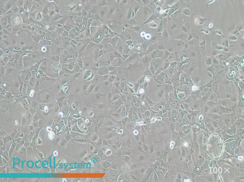 Panc 02.13 Cell Complete MediumPanc 02.13 Cell Complete Medium - 2