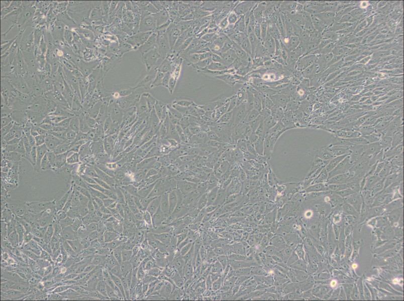 PED Cell Complete Medium-searchlist-1