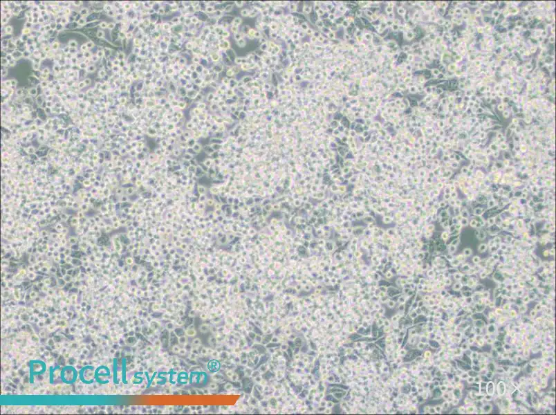 MIA PaCa-2 Cell Complete Medium - 1